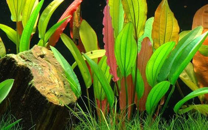Bees Plant Hub Echinodorus Horizontalis Mini Aquarium Live Plant
