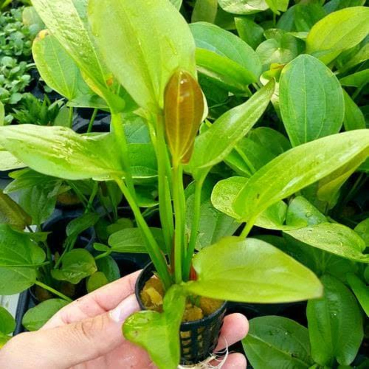 Bees Plant Hub Echinodorus Horizontalis Mini Aquarium Live Plant
