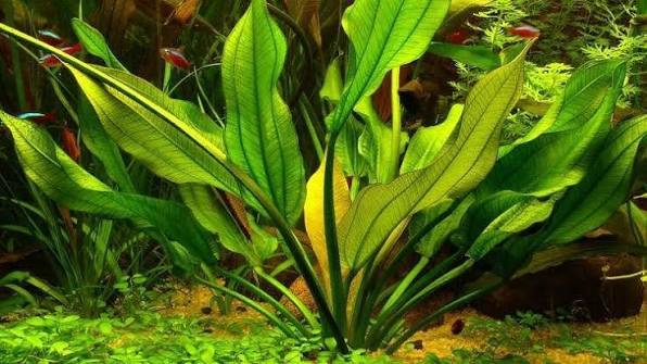 Bees Plant Hub Echinodorus Horizontalis Mini Aquarium Live Plant