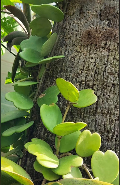 Bees Plant Hub Hoya Kerrii / Heart Shape Leaf Hoya Rare Flowering Plant