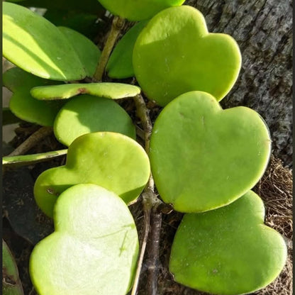 Bees Plant Hub Hoya Kerrii / Heart Shape Leaf Hoya Rare Flowering Plant
