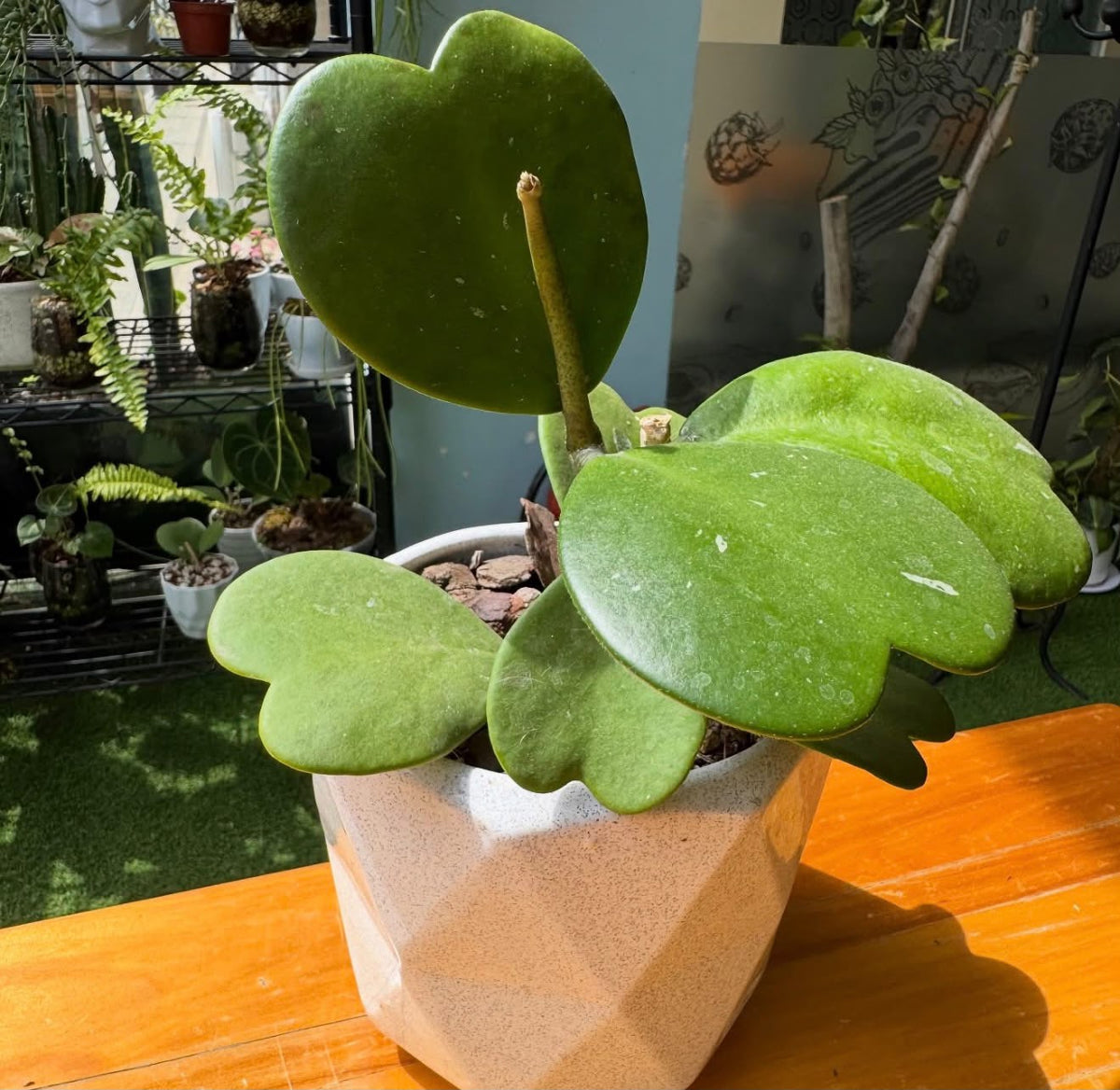 Bees Plant Hub Hoya Kerrii / Heart Shape Leaf Hoya Rare Flowering Plant