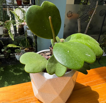 Bees Plant Hub Hoya Kerrii / Heart Shape Leaf Hoya Rare Flowering Plant
