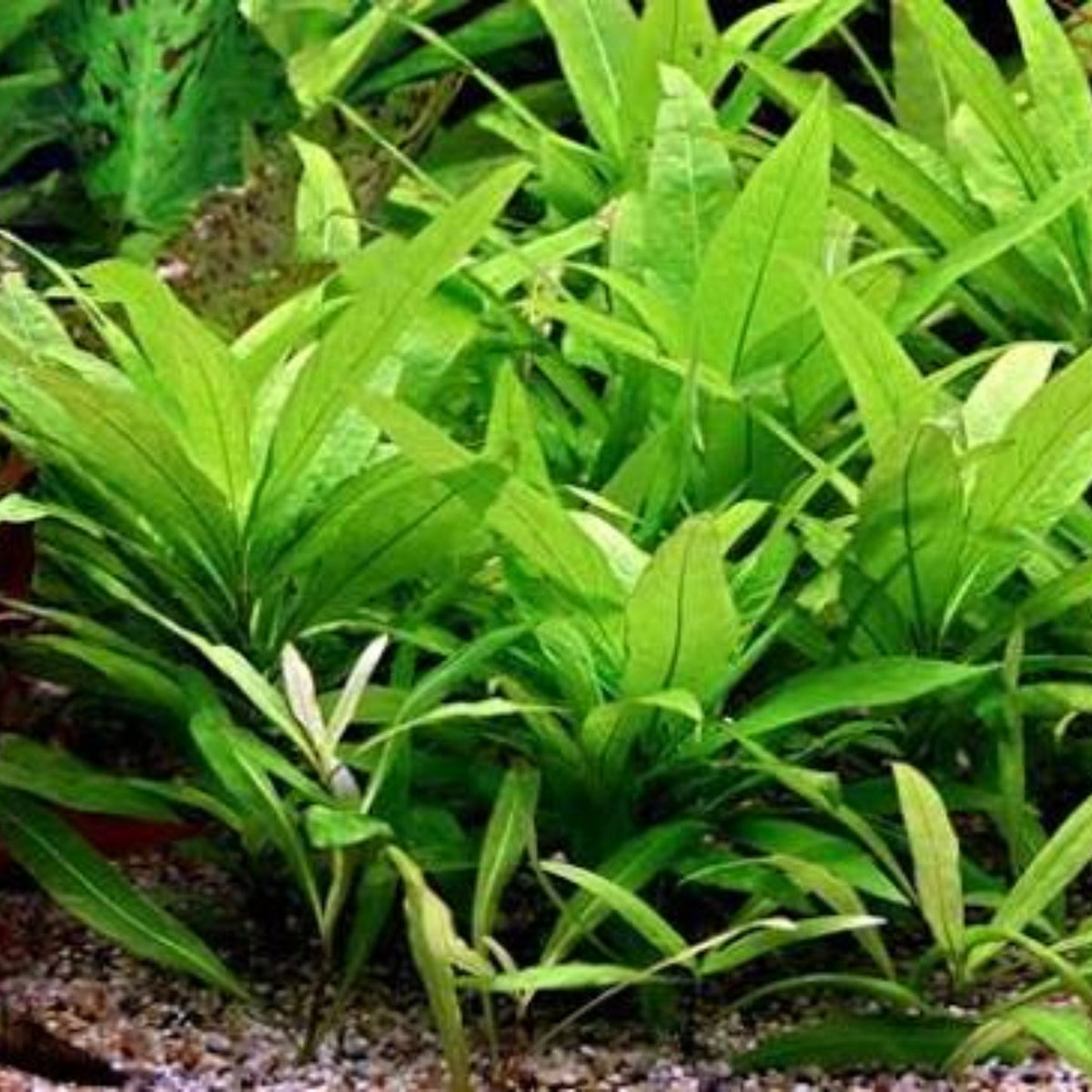 Bees Plant Hub Hygrophila Corymbosa 'Stricta' Aquarium Live Plant