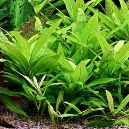 Bees Plant Hub Hygrophila Corymbosa 'Stricta' Aquarium Live Plant