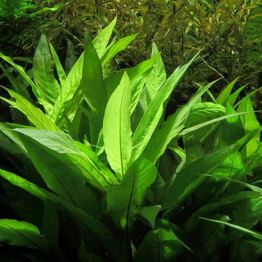 Bees Plant Hub Hygrophila Corymbosa 'Stricta' Aquarium Live Plant