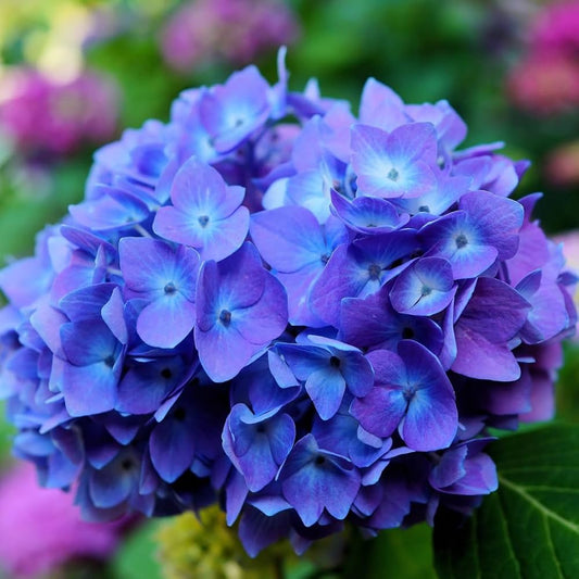 Bees Plant Hub Hydrangea Blue (Hydrangea macrophylla) Flowering Live Plant