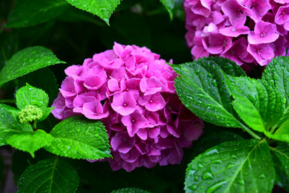 Bees Plant Hub Hydrangea Pink (Hydrangea macrophylla) Flowering Live Plant