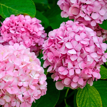 Bees Plant Hub Hydrangea Pink (Hydrangea macrophylla) Flowering Live Plant