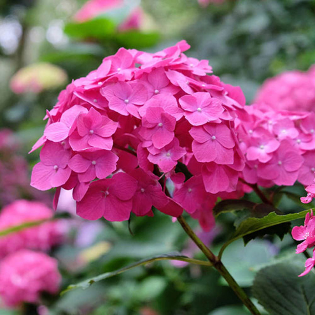 Bees Plant Hub Hydrangea Pink (Hydrangea macrophylla) Flowering Live Plant