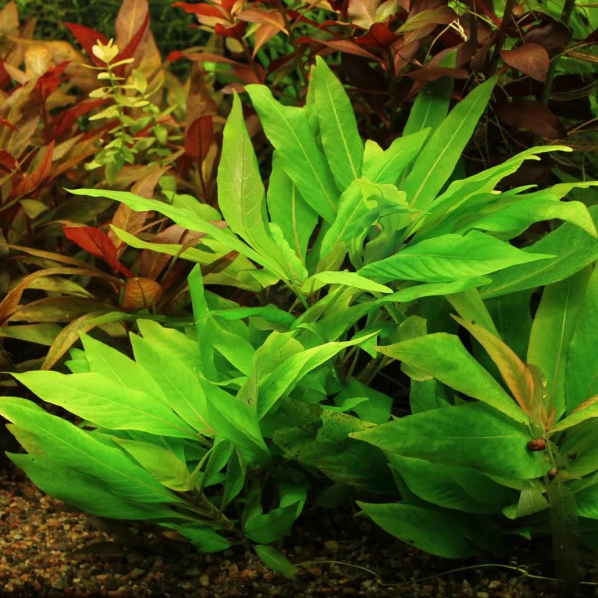 Bees Plant Hub Hygrophila Corymbosa Compacta Aquarium Live Plant