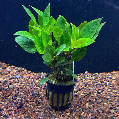 Bees Plant Hub Hygrophila Corymbosa Compacta Aquarium Live Plant