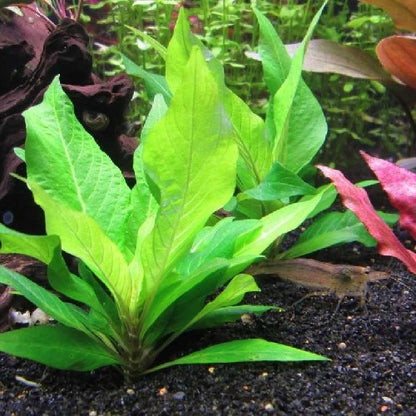Bees Plant Hub Hygrophila Corymbosa Compacta Aquarium Live Plant