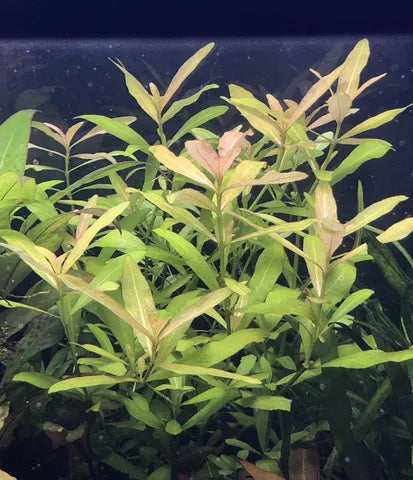 Bees Plant Hub Hygrophila Polysperma Green Aquarium Live Plant