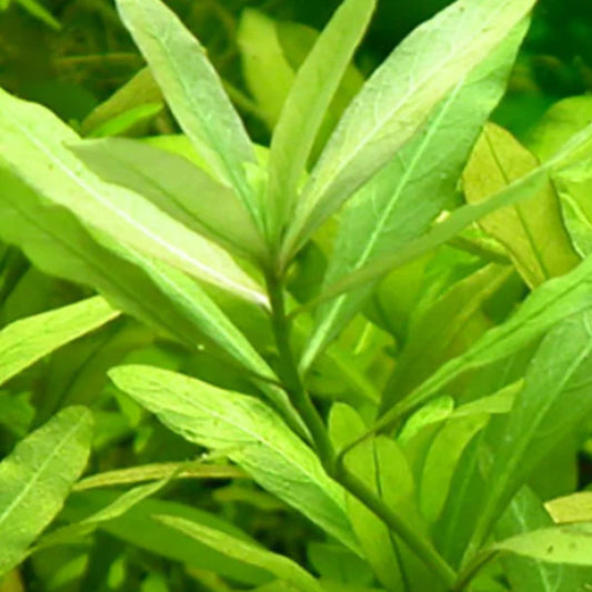 Bees Plant Hub Hygrophila Polysperma Green Aquarium Live Plant