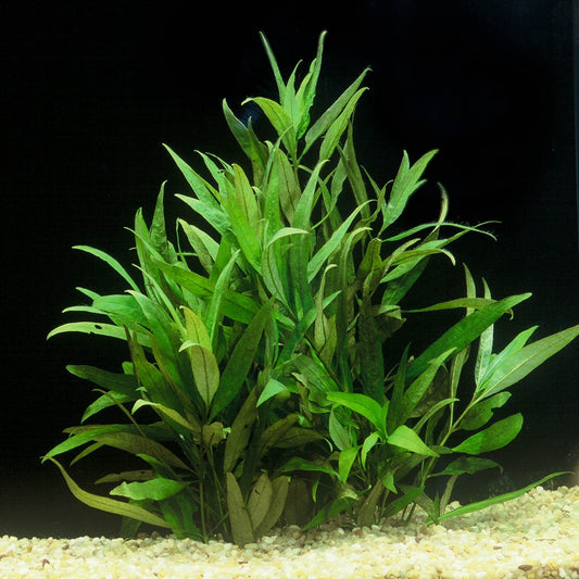 Bees Plant Hub Hygrophila Corymbosa Aquarium Live Plant