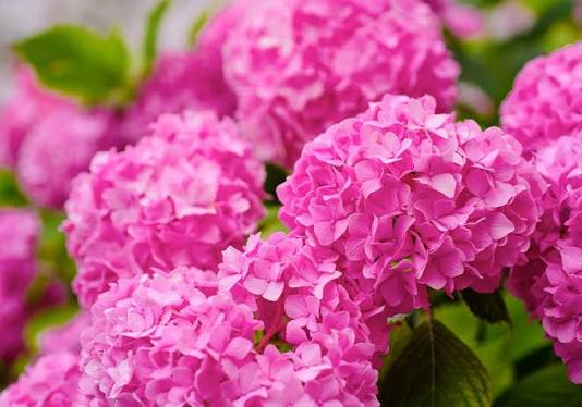 Bees Plant Hub Hydrangea Pink (Hydrangea macrophylla) Flowering Live Plant
