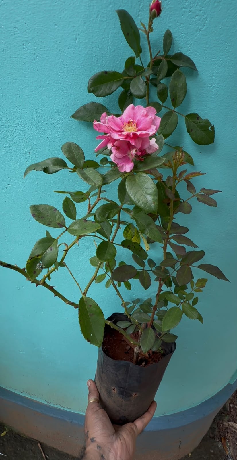 Bees Plant Hub Ice Love Rose Grafted Rare Flowering Live Plant