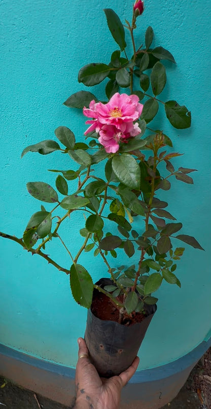 Bees Plant Hub Ice Love Rose Grafted Rare Flowering Live Plant