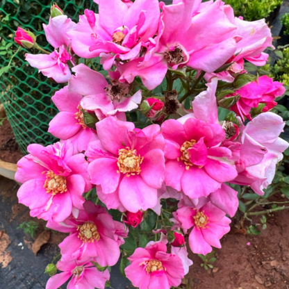 Bees Plant Hub Ice Love Rose Grafted Rare Flowering Live Plant
