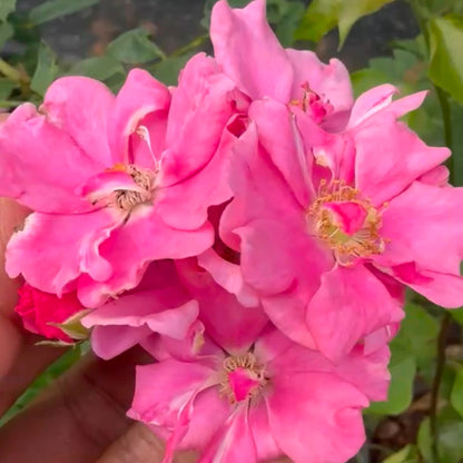 Bees Plant Hub Ice Love Rose Grafted Rare Flowering Live Plant