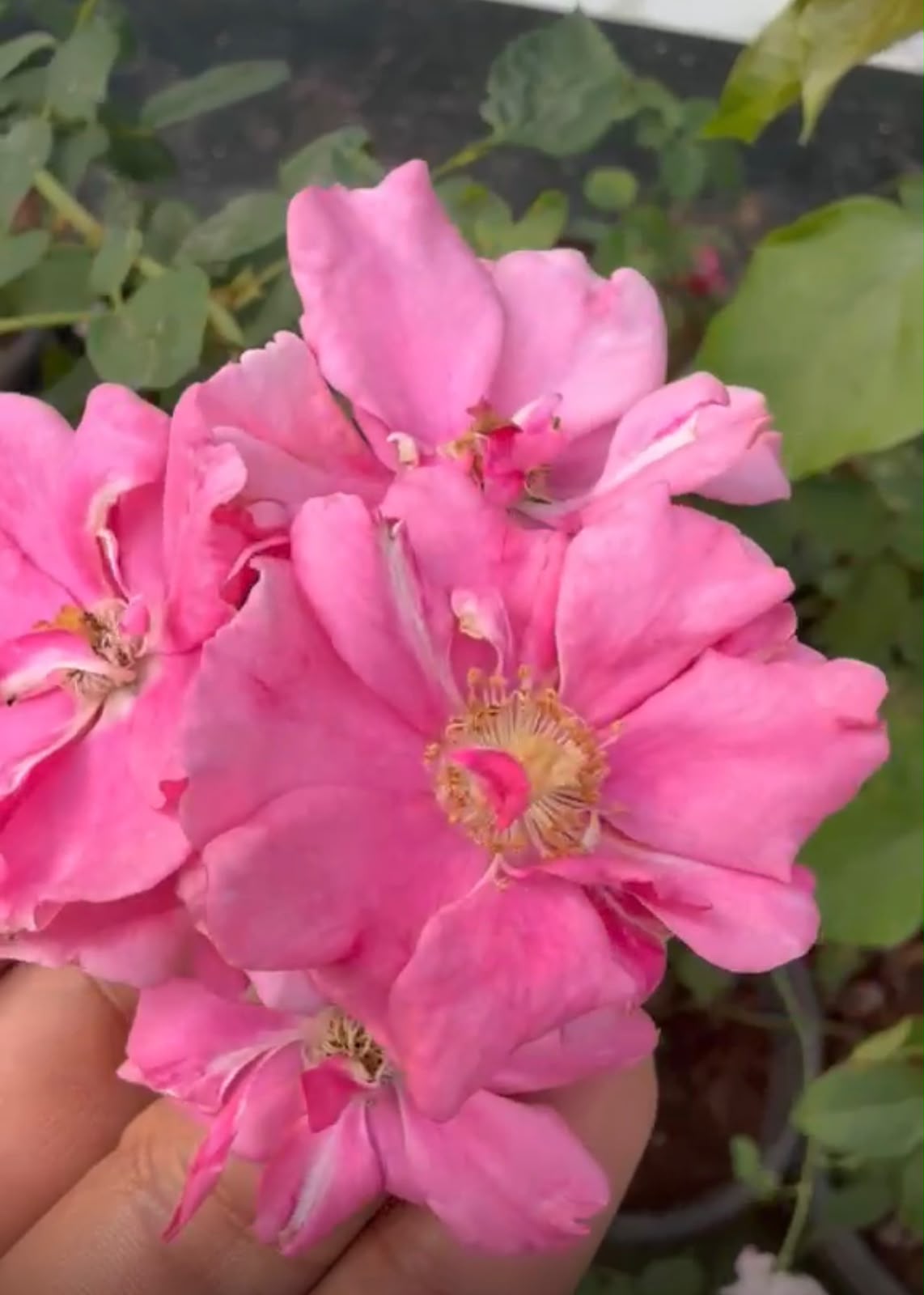 Bees Plant Hub Ice Love Rose Grafted Rare Flowering Live Plant