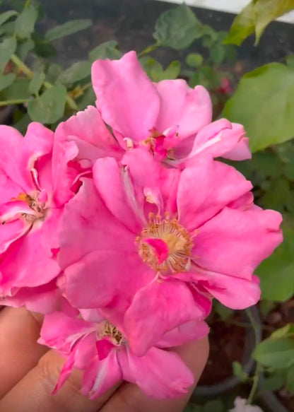 Bees Plant Hub Ice Love Rose Grafted Rare Flowering Live Plant