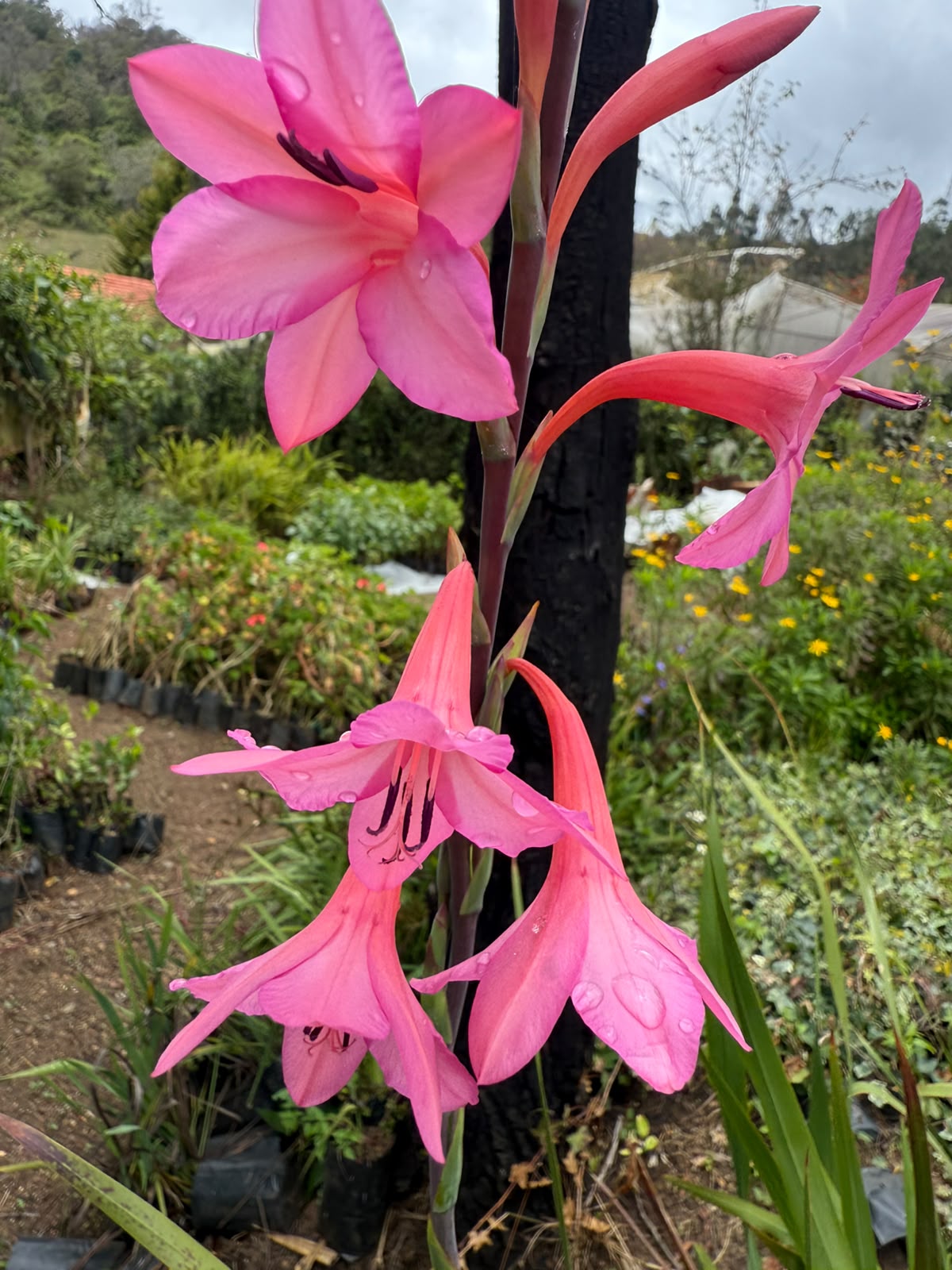 Bees Plant Hub Pink Iris (Iris germanica) Rare All Time Flowering Live Plant