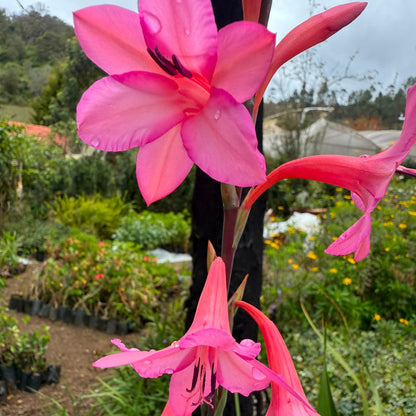 Bees Plant Hub Pink Iris (Iris germanica) Rare All Time Flowering Live Plant