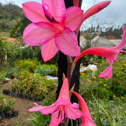 Bees Plant Hub Pink Iris (Iris germanica) Rare All Time Flowering Live Plant