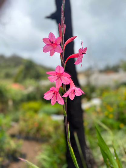 Bees Plant Hub Pink Iris (Iris germanica) Rare All Time Flowering Live Plant