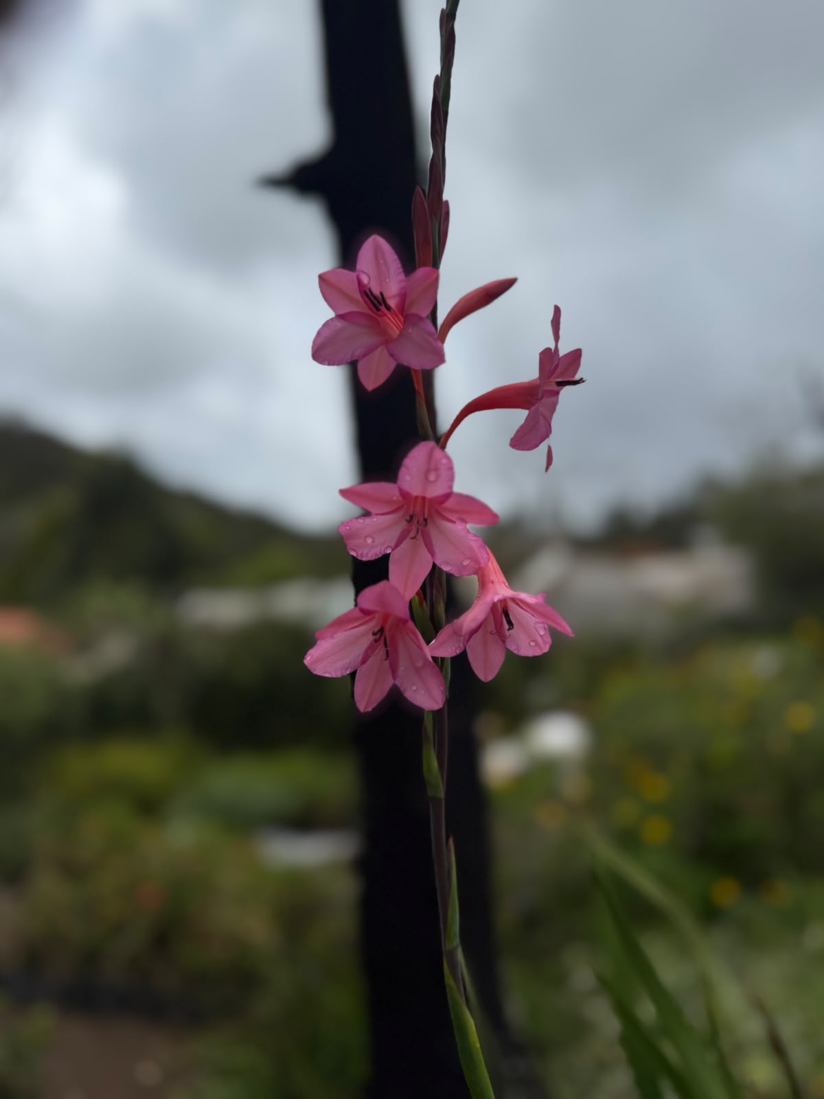 Bees Plant Hub Pink Iris (Iris germanica) Rare All Time Flowering Live Plant