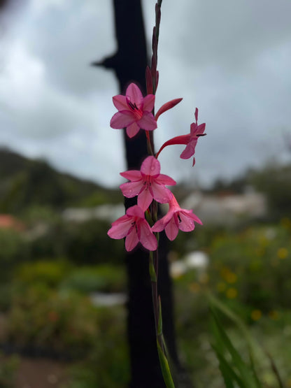 Bees Plant Hub Pink Iris (Iris germanica) Rare All Time Flowering Live Plant