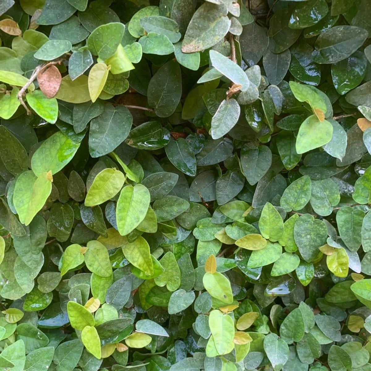 Bees Plant Hub Creeping Fig (Ficus Pumila) Ornamental Live Plant