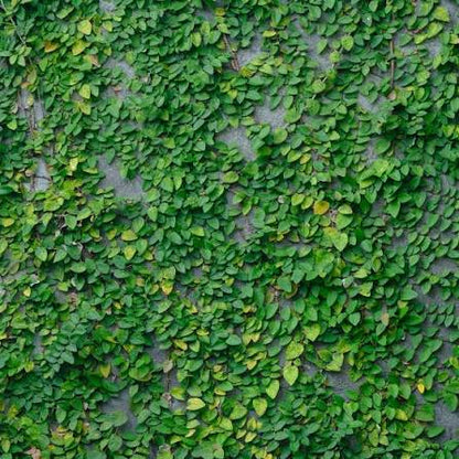 Bees Plant Hub Creeping Fig (Ficus Pumila) Ornamental Live Plant