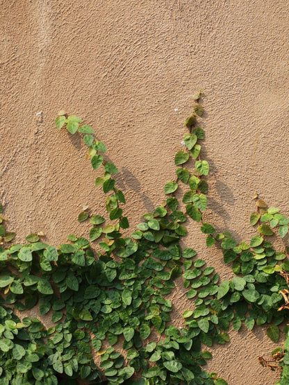 Bees Plant Hub Creeping Fig (Ficus Pumila) Ornamental Live Plant