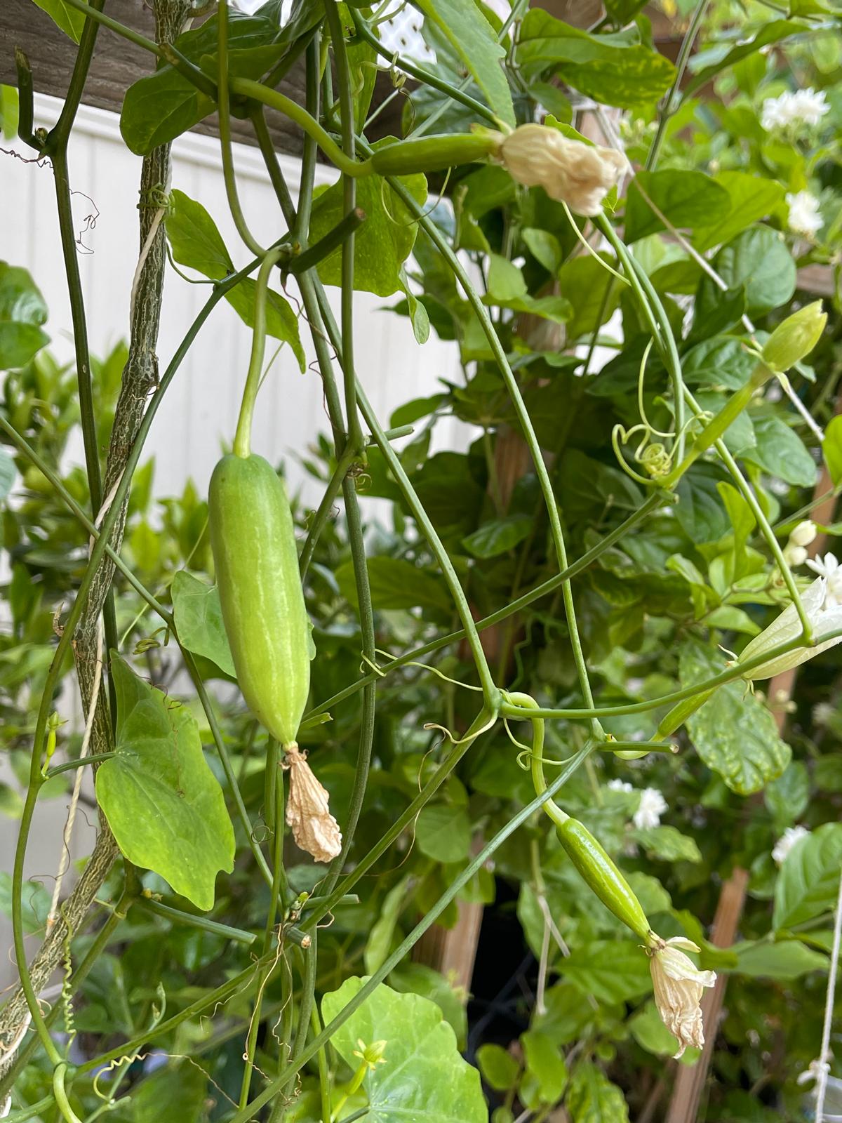 Bees Plant Hub Ivy Gourd (Coccinia grandis) Medicinal Live Plant