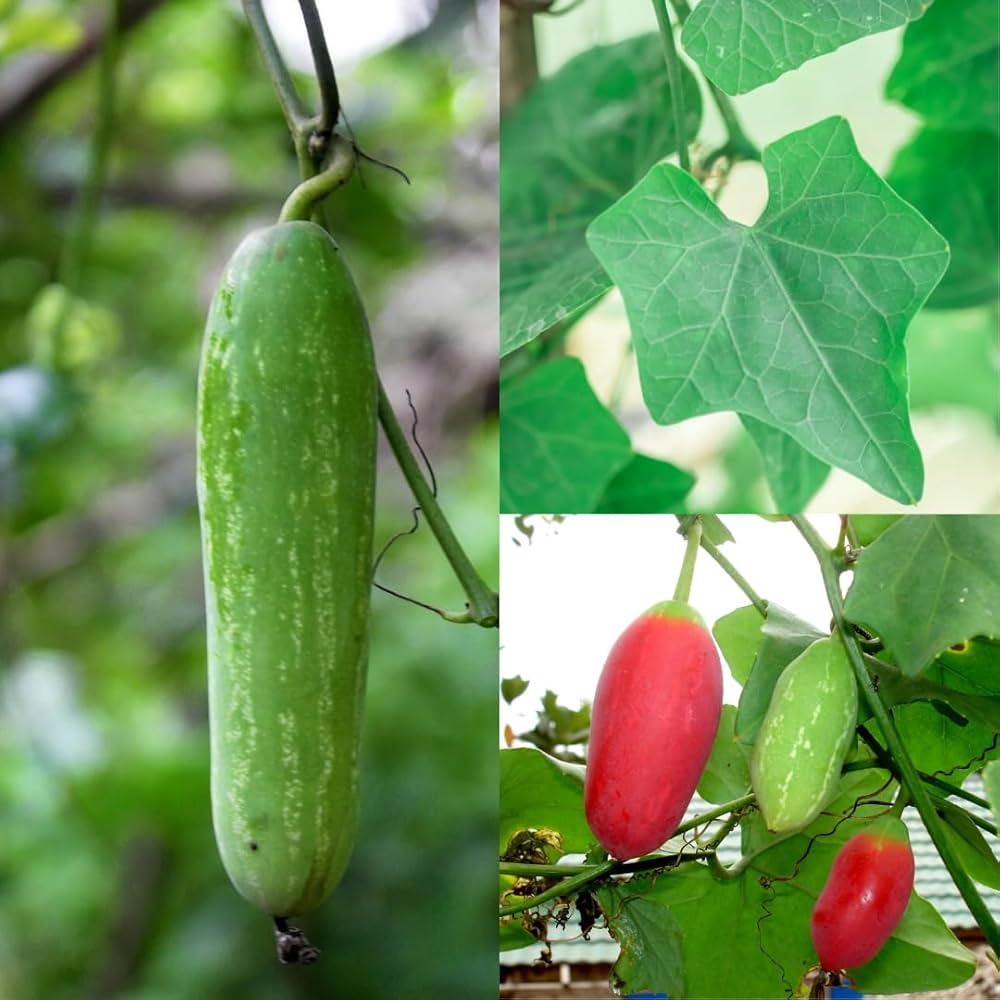 Bees Plant Hub Ivy Gourd (Coccinia grandis) Medicinal Live Plant