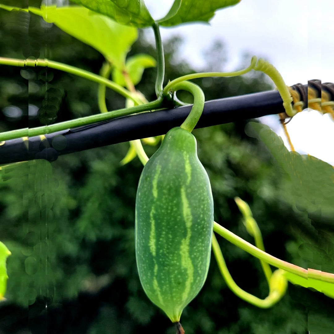Bees Plant Hub Ivy Gourd (Coccinia grandis) Medicinal Live Plant
