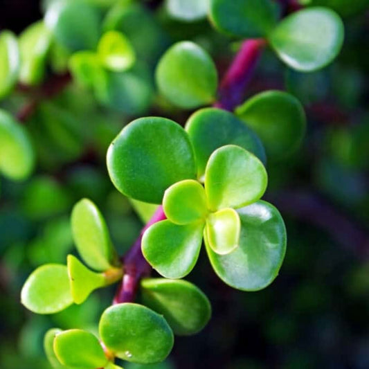 Bees Plant Hub Mini Jade | Indoor Plant