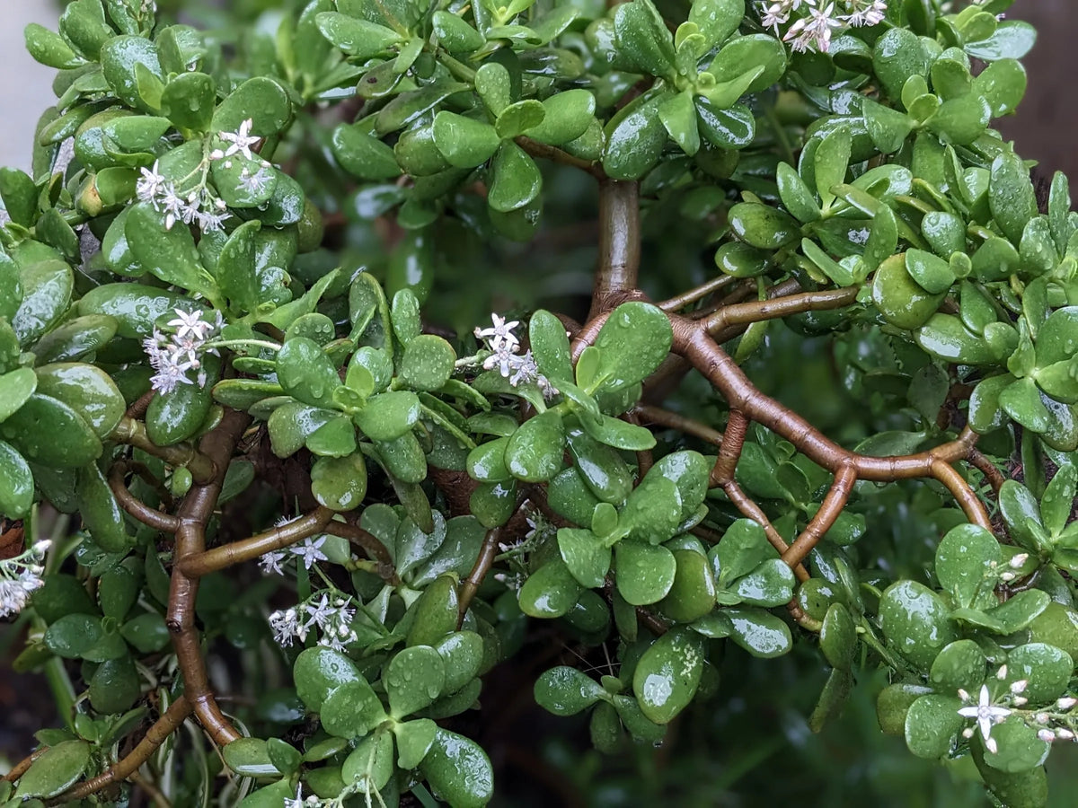 Bees Plant Hub Jade | Indoor Plant