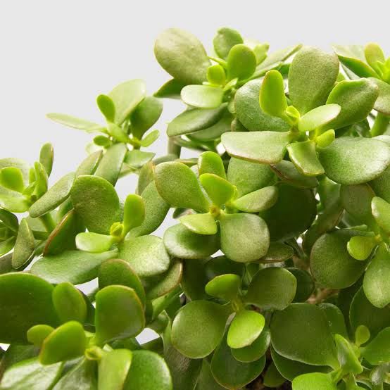 Bees Plant Hub Jade | Indoor Plant