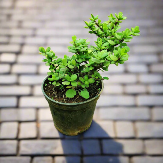 Bees Plant Hub Jade | Indoor Plant