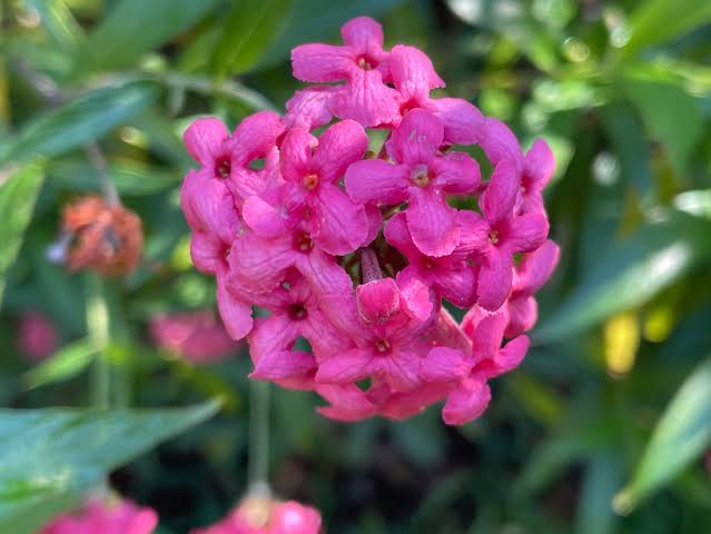 Bees Plant Hub Japanese Meadowsweet (Spiraea japonica) Flowering Live Plant