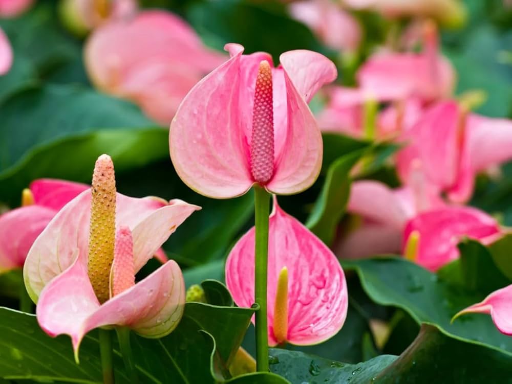 Bees Plant Hub Dwarf Anthurium Jolly Pink Indoor/Outdoor Live Plant