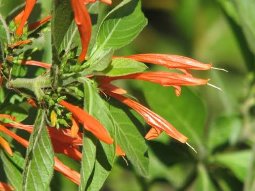 Bees Plant Hub Water-Willow (Justicia leonardii) Rare All Time Flowering Live Plant