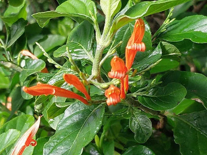 Bees Plant Hub Water-Willow (Justicia leonardii) Rare All Time Flowering Live Plant