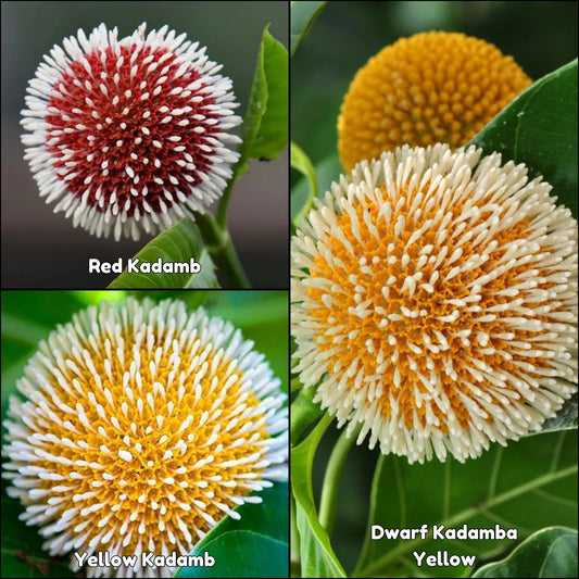 Bees Plant Hub Kadamb Flowering Plants Combo