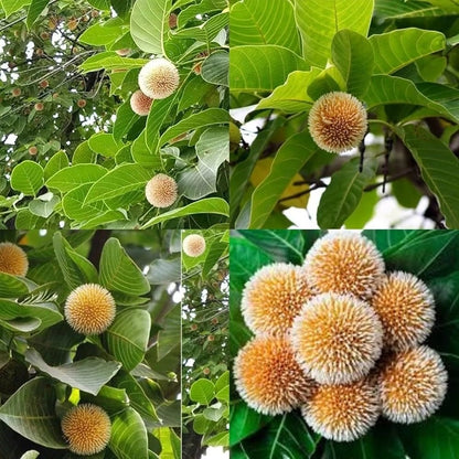 Bees Plant Hub Kadamb Flowering Plants Combo