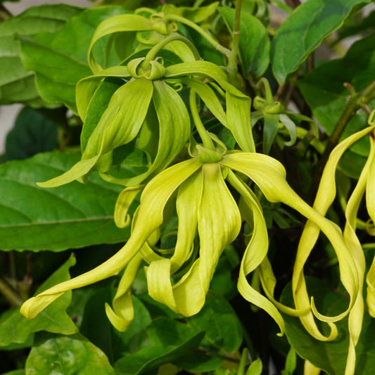 Bees Plant Hub Langi Langi / Ylang Ylang (Cananga odorata) Rare Highly Fragrant Flowering Live Plant